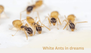 Meaning of Dreaming About Ants. Discover What Your Ant Dreams Reveal. 5 Dreaming about White Ants