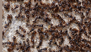 Meaning of Dreaming About Ants. Discover What Your Ant Dreams Reveal. 8 Seeing a Swarm of Ants