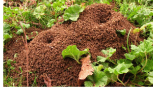 Meaning of Dreaming About Ants. Discover What Your Ant Dreams Reveal. 7 Seeing an Anthill in a Dream