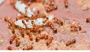 Meaning of Dreaming About Ants. Discover What Your Ant Dreams Reveal. 4 Dreaming about Red Ants