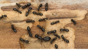 Meaning of Dreaming About Ants. Discover What Your Ant Dreams Reveal. 3 Dreaming about Black Ants