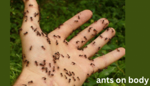 Meaning of Dreaming About Ants. Discover What Your Ant Dreams Reveal. 6 Dreaming about Ants On your body.