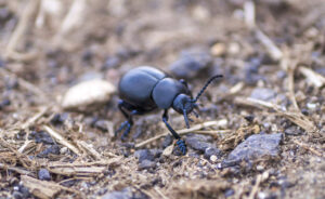 Meaning of Dreaming About Ants. Discover What Your Ant Dreams Reveal. 10 Dreaming about Big Black Ants