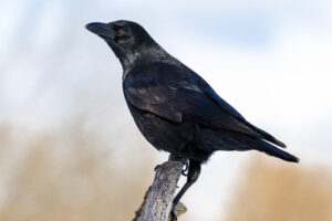 spiritual meaning of a crow