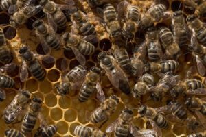 Biblical Honey Dream Meaning