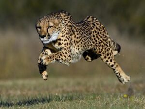 Cheetah Dream Meaning: Speed, Power, or a Warning? 3 Cheetah Chasing