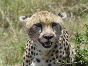 Cheetah Dream Meaning: Speed, Power, or a Warning? 2 Baby Cheetah Dream Meaning