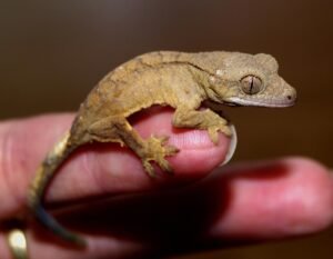 Meaning of Gecko in dream