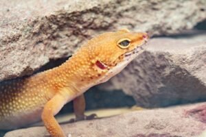 meaning of gecko