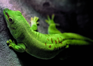 Spiritual Meaning of Gecko