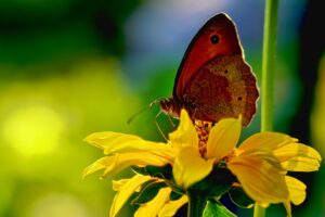 butterfly dream interpretation