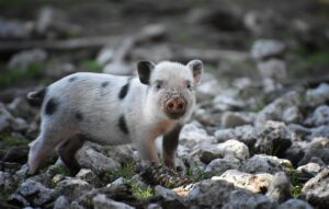 spiritual meaning of a pig