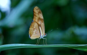 Meaning of Butterfly in a Dream