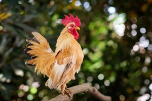  Rooster meaning Japanese Culture 