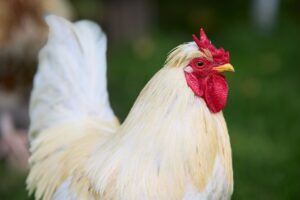 Rooster Meaning in chines culture