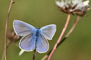 meaning of seeing butterflies in dreams,