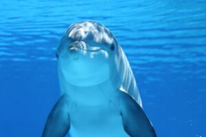 Dreaming About  a Dolphins