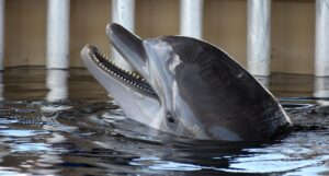 Dolphins attacking