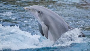 dolphin dream