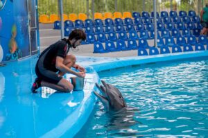 dreaming about swimming with dolphins