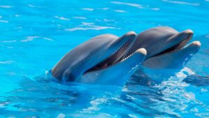 dolphin spiritual meaning