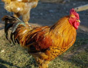 Rooster in Dreams