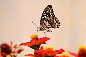 butterfly dream interpretation