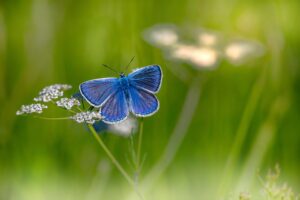 spiritual meaning of butterfly in dreams