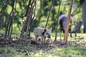 biblical meaning of dreaming of a pig