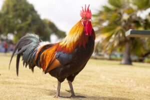 Rooster Spiritual Meaning