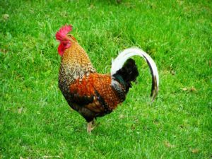 Are Roosters a Sign of Good Luck?