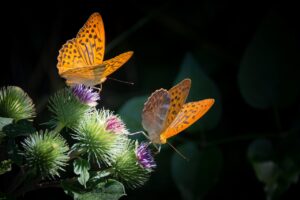 butterfly dream