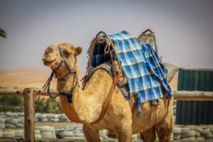 Baby Camel in Your Dream