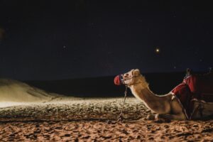 Dreams About Camels