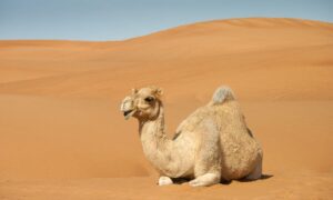 Spiritual Meaning of Seeing a  Dreams About Camels
