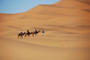 Camel in Your Dream