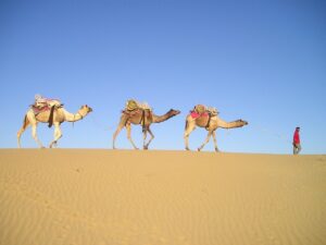 Biblical Meaning of Dreams About Camels