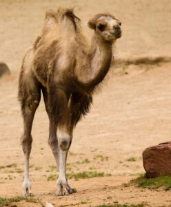Baby Camel in Your Dream