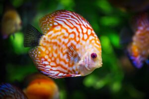 Dream of Catching Fish: Meaning and Signs 5 Spiritual Meaning of Fish in a Dream