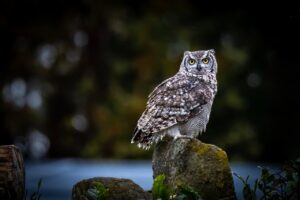 Owl in Dream: What Does It Mean? A Comprehensive Guide 4 owl 9294302 1280