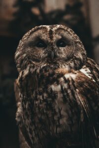 Owl in Dream: What Does It Mean? A Comprehensive Guide 1 Owl in Dream