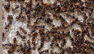 Dream of Seeing a Swarm of Ants