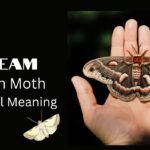 Brown Moth Spiritual Meaning: A Guide to Transformation, Grounding, and Intuition