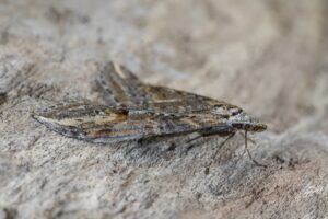 Meanings of Brown Moths