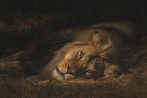 loin in dream