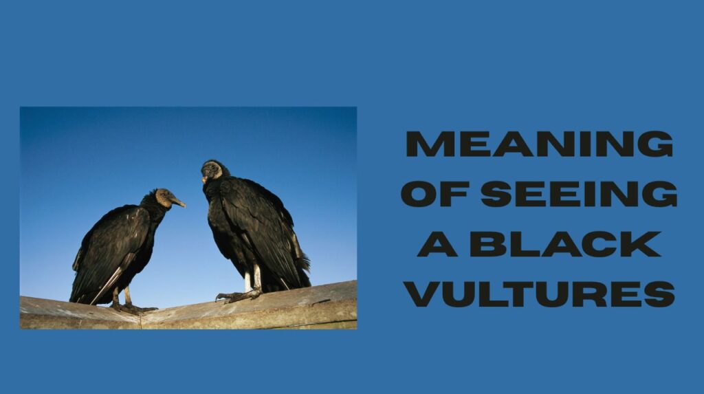 Seeing a Black Vultures Meaning