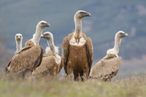Vultures in dreams