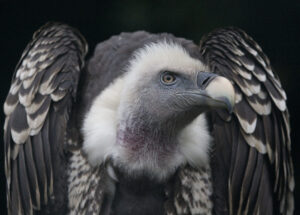 Seeing a Black Vultures