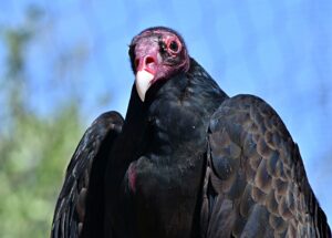 black Vultures spirtual meaning 