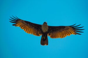 fly Vultures spirtual meaning
